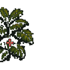 Bangalore foliage decor